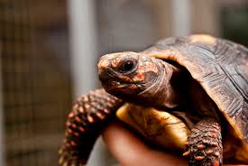 When we bought the tortoise we did not know that he was a protected species and that the shipping. Tortoises Show Off Smarts By Mastering Touch Screen Tech Live Science