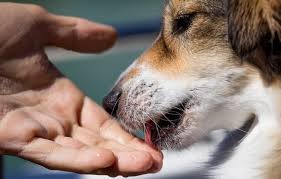Dog Kisses Myths And Facts Why Do Dogs Lick Your Face And Feet All Things Dogs All Things Dogs
