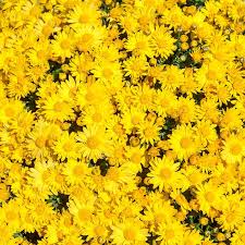 Image result for Chrysanthellum