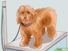 Using a chamois, then a towel makes drying less of a hassle. 4 Ways To Groom A Long Fleece Coated Labradoodle Wikihow