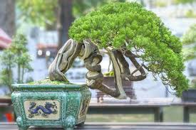 Bonsai Beringin Di Balik Kelebihan Dan Kekurangannya Sentuhan Klasiknya Mewah Klik Hijau