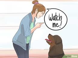 Maybe you would like to learn more about one of these? How To Stop A Dog Barking At Other Dogs With Pictures Wikihow Pet