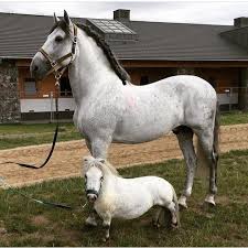 Картинки по запросу уэльский пони Sozdat Mem Loshadej Uelskij Poni Poni Loshad Kartinki Meme Arsenal Com