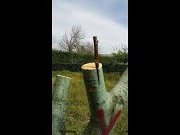 Ceviz Cesit Degistirme Asisi Orhan Yavas Youtube Bitki Tropikal Bahce