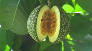 Image result for Voacanga africana