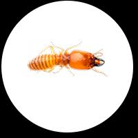 122 pest control jobs available in miami, fl on indeed.com. Termite Tenting Exterminator Pest Control Miami Bee Bed Bugs Roaches Ants Drywood Subterranean Fort Lauderdale White Flies Fleas Ticks Fl