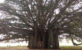 Image result for very big banyan trees