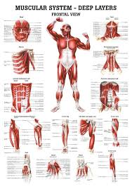 The total body training method (working all muscle groups in the same session) may provide an excellent boost for natural lifters who have tried other approaches but have failed to reach their full muscle building standing calf raise: The Muscular System Deep Layers Front Laminated Anatomy Chart Muscle Anatomy Muscular System Massage Therapy