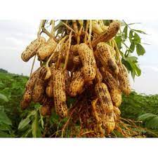Penanaman pertama kali dilakukan oleh orang indian (suku asli. Biji Benih Bibit Tanaman Kacang Tanah 25 Biji Shopee Indonesia