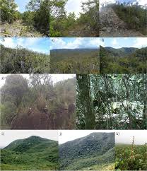 Image result for Jamesbrittenia fodina × huillana