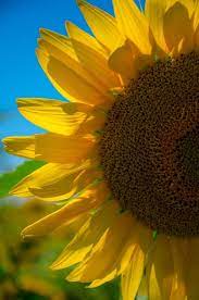 Sunflower On A Summer Day Large Sunflower Close Up P1173 Etsy In 2021 Sunflower Pictures Sunflowers Background Blossoms Art