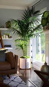 Pin De Tanya Meehan Chin En Gardening En 2020 Plantas Grandes De Interior Decoracion De Casa Con Plantas Decoracion Plantas