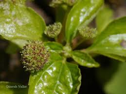 Image result for Lecanthus peduncularis