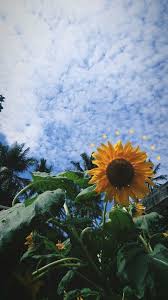 11 Beautiful Sunflower Wallpaper For Iphone Salmapic In 2020 Sunflower Wallpaper Sunflower Iphone Wallpaper Iphone Wallpaper