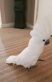 Umbrella Cockatoo Parrots For Sale Buy Umbrella Cockatoo Parrot Texas