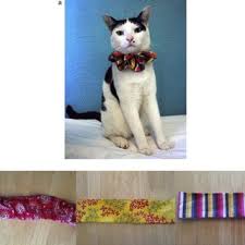 Bird Safe Cat Collar Canada Pdf Assessing The Effectiveness Of The Birdsbesafe Anti Predation Collar Cover In Reducing Predation On Wildlife By Pet Cats In Western Australia
