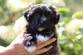 Dirty paws teddybears are a combination of the following: Your Ultimate Guide To Teddy Bear Dogs K9 Web