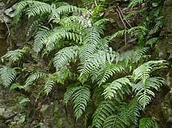 Image result for Asplenium rutshuruense