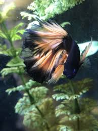 Betta Fish Barry Is Getting Good At Posing Peceras Animales Acuario