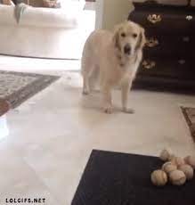 Photo Http Ilove Webgifts Info Photo 3697 Funny Dog Videos Cute Funny Animals Dog Gif