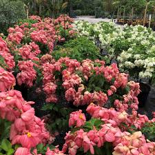 Image result for Mussaenda rivularis