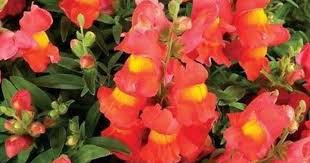 Snapdragon Seeds Orange Wonder 300 Seeds Perennial Flower Seeds Large Flower Arrangements Snapdragons