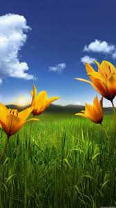 Hd Nature Wallpapers For Mobile Phones Mobile Full Screen Wallpaper Hd 618x1099 Wallpaper Teahub Io See more ideas about mobile wallpaper, nature wallpaper, beautiful nature. hd nature wallpapers for mobile phones