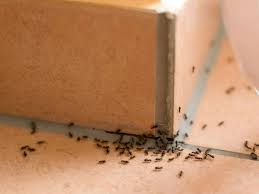 Ameisen In Haus Und Wohnung Vertreiben Selbermachen De