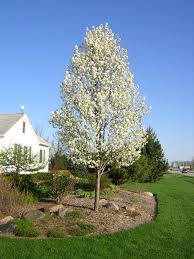 You don't have to take extra effort for better fruit quality. Flowering Pear Tree Can T Wait To See It Flower For The First Time This Spring Flowering Pear Tree Ornamental Pear Tree Landscape Trees