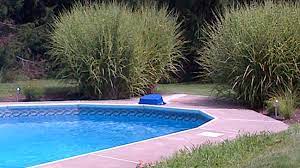 Tiger Grass Around Our Pool Comes Back Every Year Bigger And Better Backyard Oasis Outdoor Pool