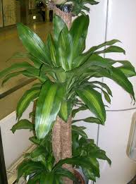 Image result for Dracaena fragrans