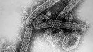 The marburgvirus genus includes two viruses. Cngjisahlmpcom