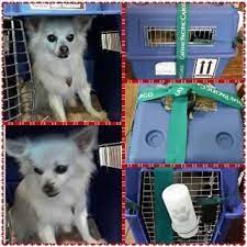 jason s pet relocation a singapore based company specialized in pet import export pet relocation etc pet relocation pets pet travel