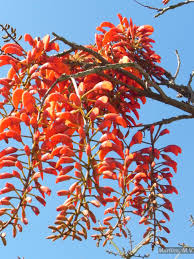 Image result for Erythrina falcata