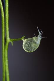 Image result for Utricularia gibba