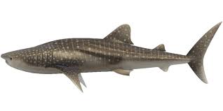 El tiburón ballena fue descrito y nombrado por primera vez gracias a andrew smith en el año 1828 algunos sinónimos para el tiburón ballena en la literatura científica del pasado incluyen rhinodon. Tiburon Ballena Animal Crossing Enciclopedia Fandom