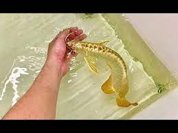 8 Super Gold Arowana Fish Beautiful 24k Golden Head Arowana Youtube In 2021 Fish Dragon Fish Beautiful