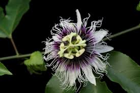 Image result for Passiflora edulis