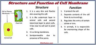 The lack of a rigid cell wall allowed ts function is to protect the integrity of the interior of the cell by allowing certain substances into the cell while keeping other substances out. Structure Of Generalized Cell Plant And Animal Selftution