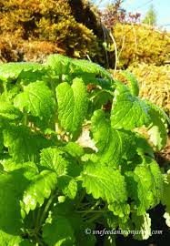 Epingle Par Lorens B Sur Huiles Essentielles Bourgeons De Plantes Fleurs De Bach Melisse Officinale Fleurs De Bach Jardins
