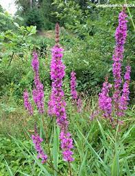 • at the 1893 world's fair in chicago each state was asked to decorate a booth with its state flower • washington didn't have one so the state held an election to get one • the. Washington State Noxious Weed Control Board