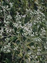 We did not find results for: Tall Boneset Eupatorium Altissimum