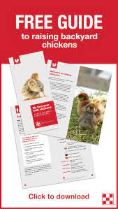 Benefits of raising chickens in your own backyard. Free Guide To Raising Backyard Chickens Download This Free Week By Week Guide For Steps On How Chickens Backyard Best Egg Laying Chickens Egg Laying Chickens
