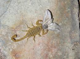 We did not find results for: Arizona Bark Scorpion Centruroides Sculpturatus Bugguide Net