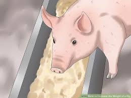 3 ways to increase the weight of a pig wikihow