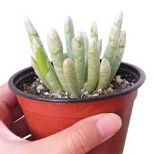 Image result for Senecio forbesii