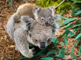 Occasionally they will eat the leaves from some other native australian trees, and they also use just as people in different countries like the kinds of foods they are accustomed to eating, koalas in different areas of australia like to eat the leaves from. Food Shelter How Do Koalas Drink Not The Way You Might Think The Economic Times