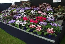 Image result for Streptocarpus solenanthus × eylesii