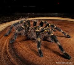 I am thinking of getting one for my classroom. The Tarantula Collective