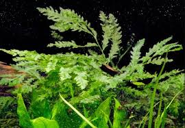 Image result for Bolbitis gemmifera